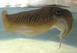 320px-Cuttlefish