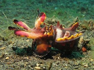 320px-Flamboyant_Cuttlefish