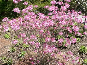 320px-Rhododendron_vaseyi2